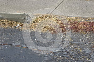 Weeds on a city sidewalk