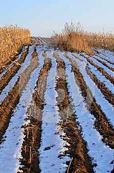 Weeds in Corn Fields
