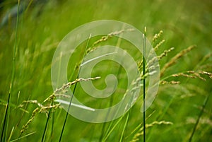 Weeds in field