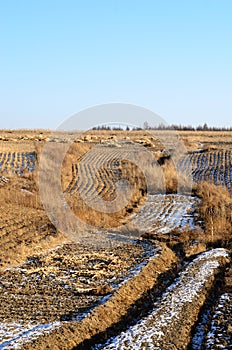 Weeds, Forests and Corn Fields