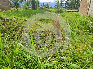 weeds in front of residents& x27; houses