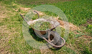 Weeds and grass in a cart in a field on a farm