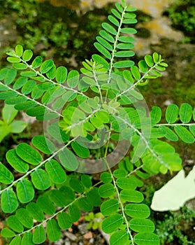 weeds. Grass that usually lives in cool soil mostly lives in the back yard of the house photo