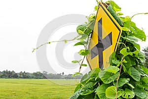 Weeds grew traffic signs photo