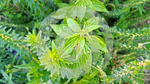 weeds growing abundantly