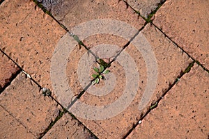 Weeds growing in a brick patio