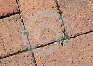 Weeds growing in a brick patio