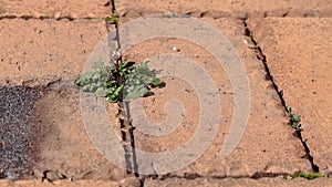 Weeds growing in a brick patio