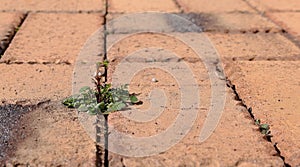 Weeds growing in a brick patio