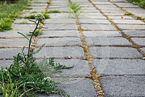 Weeds growing between brick paving stones in garden