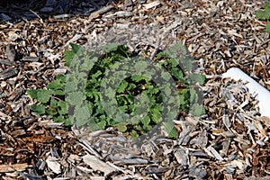 Weeds growing in garden mulch