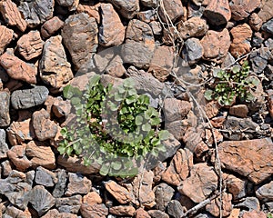 Weeds growing in patio stones