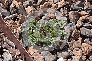 Weeds growing in patio stones