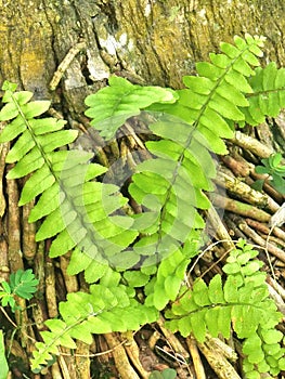 Weeds growing on the roots of palm trees