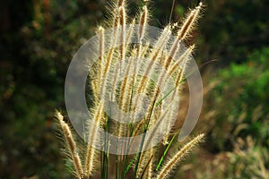 Weeds - Ilalang - Rumput - Grass photo