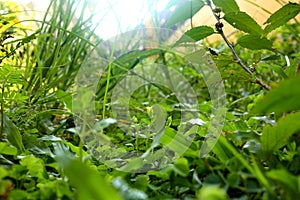 Weeds on the lawn, photographed with focus selection