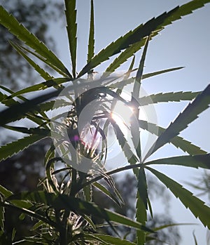 Weeds leaves under sun rays.