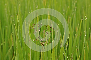 Weeds in paddy field, sedges
