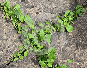 Weeds between paving stones