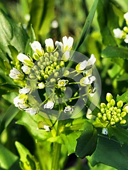 Weeds and perennials in the meadow, springtime in the field