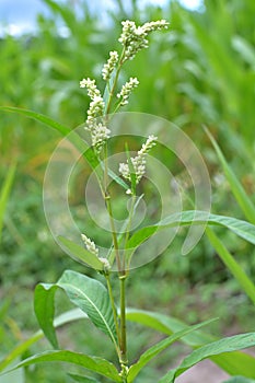 Weeds of Persicaria lapathifolia grow in the field