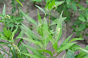 Weeds of Persicaria lapathifolia grow in the field