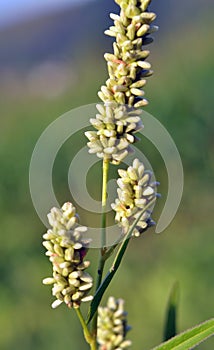 Weeds of Persicaria lapathifolia grow in the field