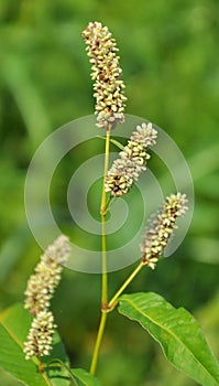 Weeds of Persicaria lapathifolia grow in the field