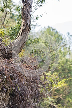 Weeds and pine