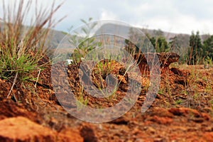 Weeds and red ground near Villa de Leyva photo