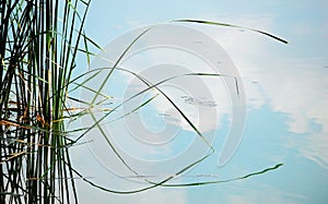 Weeds reflections in pond photo