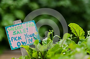 Weeds for Sale - Pick Your Own