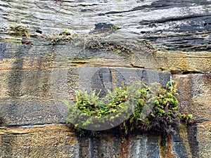 Weeds on Sandstone Cliff