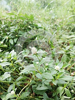 weeds on the streets