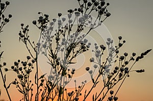 Weeds at sunset