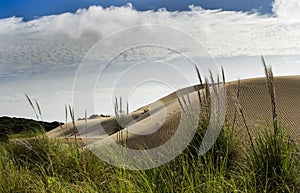 Weeds on the Te Paki Giant Sand Dunes