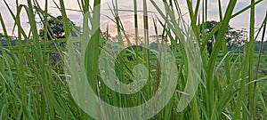 the weeds welcome the sun