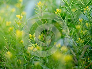 Weeds with yellow flowers called Cleome viscosa is a herb