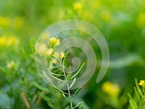 Weeds with yellow flowers called Cleome viscosa is a herb. Helps to nourish the blood