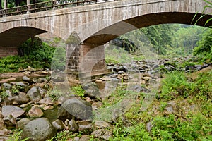 Weedy brook under bridge in raining summer morning