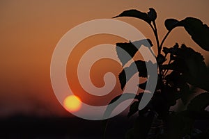 Weedy Plant Against the Sunset