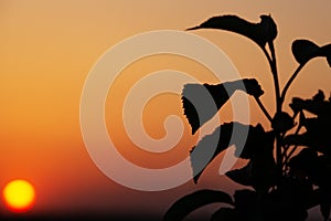 Weedy Plant Against the Sunset