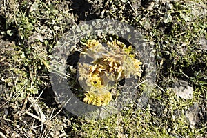 Weedy plant grows in field. Weed in nature