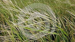 weedy rice infested in paddy field