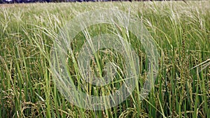 weedy rice infested in paddy field