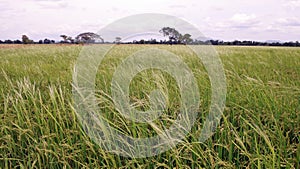 weedy rice infested in paddy field