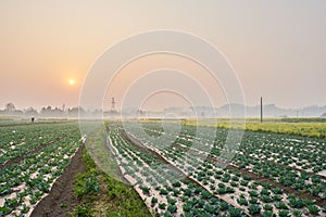 Weedy ridge of cabbage field at sunrise in spring