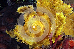 Weedy Scorpionfish