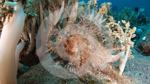 Weedy scorpionfish photo