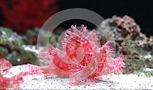 Weedy Scorpionfish Rhinopias frondosa, animal life in the underwater